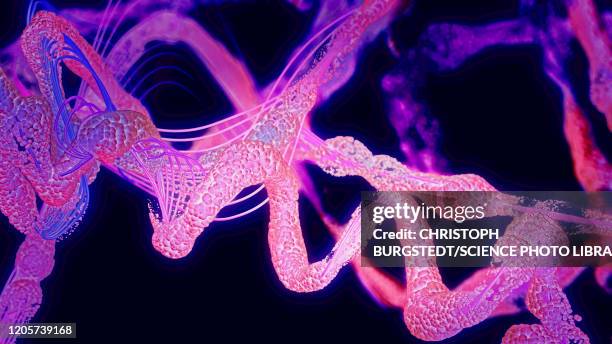 protein, illustration - peptide chain stock illustrations