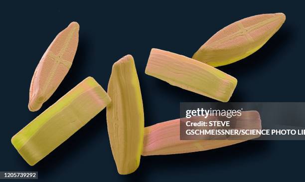 diatoms, sem - frustule fotografías e imágenes de stock