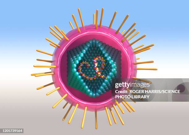human t-cell lymphotropic virus, illustration - t cell stock illustrations