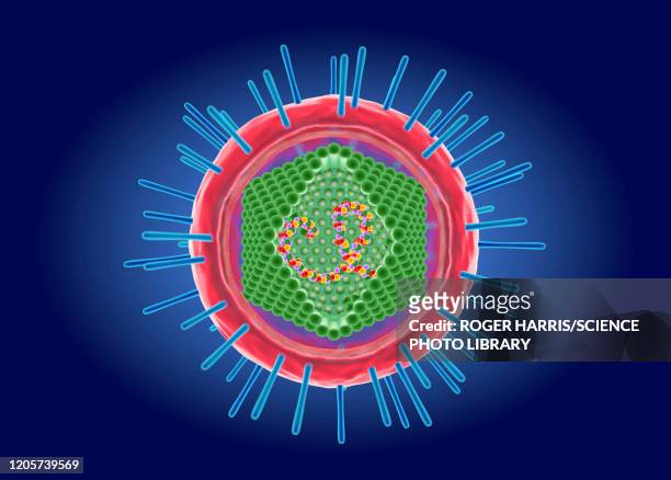 human t-cell lymphotropic virus, illustration - leukemia stock illustrations