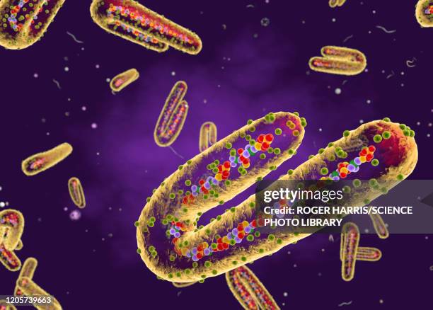 ilustrações, clipart, desenhos animados e ícones de marburg virus, cut-away illustration - rna