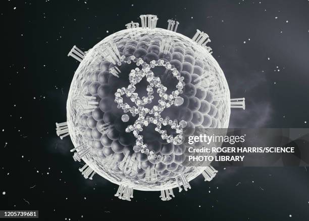 measles virus, cut-away illustration - measles stock illustrations