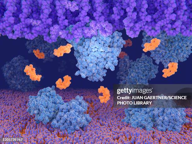 ilustraciones, imágenes clip art, dibujos animados e iconos de stock de vancomycin resistance protein, molecular model - membrana celular