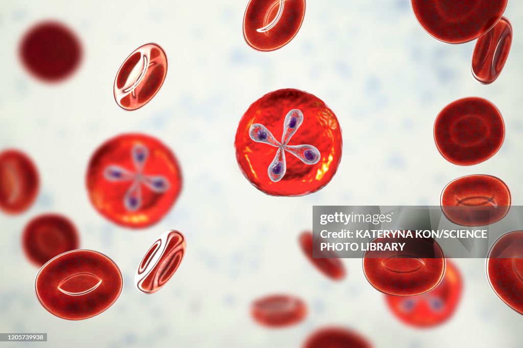 Babesia Parasites Inside Red Blood Cell Illustration High-Res Vector ...