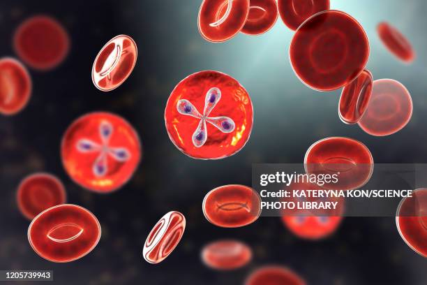 Babesia Parasites Inside Red Blood Cell Illustration High-Res Vector ...