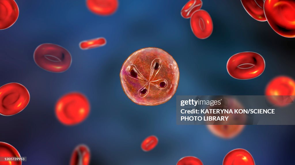 Babesia Parasites Inside Red Blood Cell Illustration High-Res Vector ...