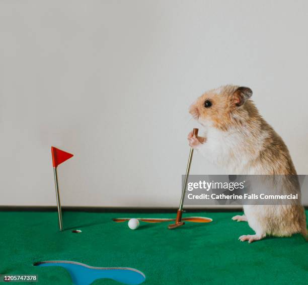 hamster playing golf - ace foto e immagini stock