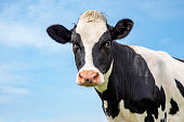 Mature black and white cow head, gentle look, pink nose, in front of  a blue sky.