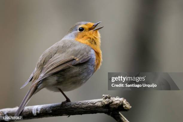 european robin singing - songbird stock-fotos und bilder