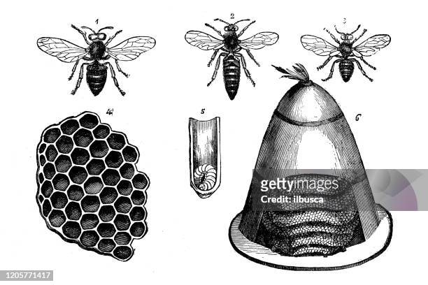 antique animal illustration: bees - queen bee stock illustrations