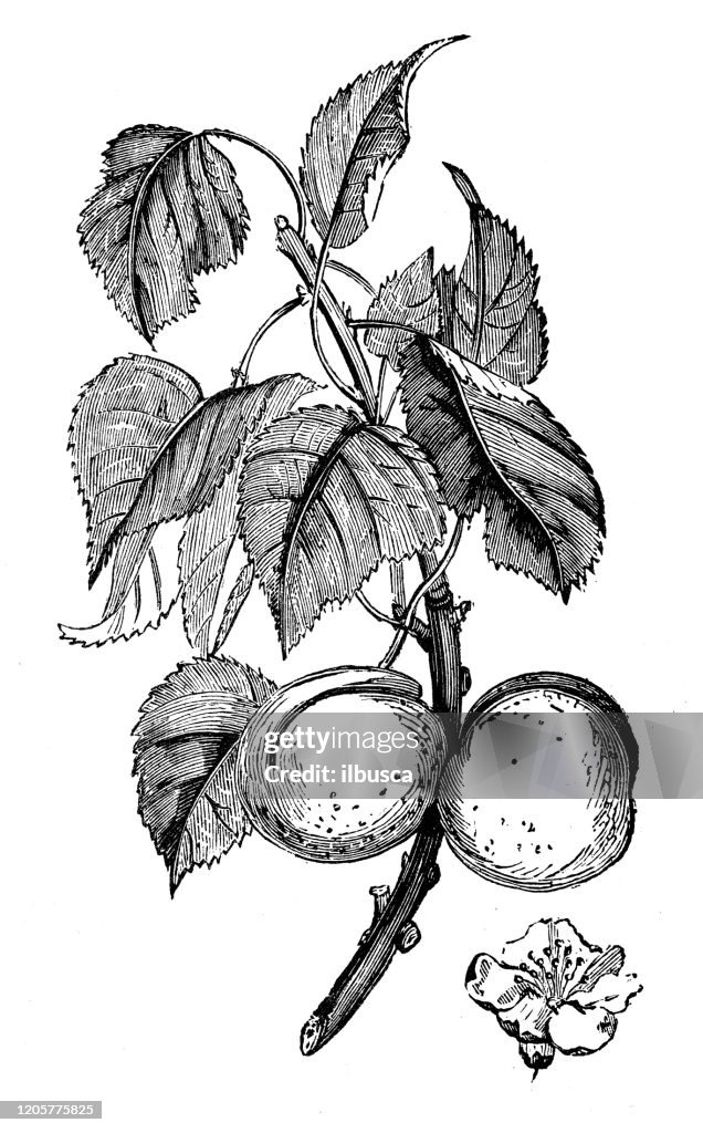 Antique botany illustration: Apricot tree