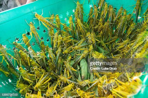 Uganda People's Defence Force soldiers open a container holding Desert Locusts they have caught on February 12, 2020 in Katakwi, Uganda. Uganda has...