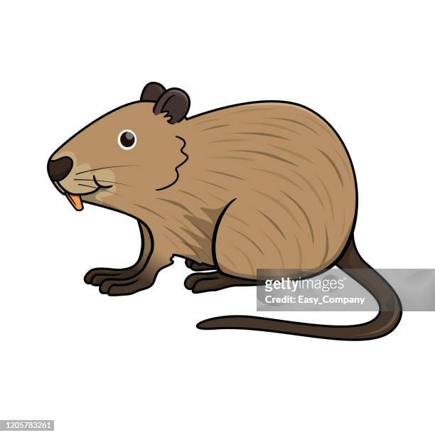 cute nutria character in vector illustration on a white background. - nutria stock illustrations