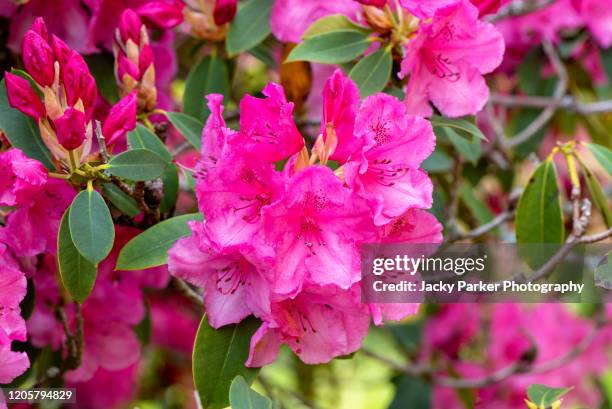 close-up image of the beautiful spring flowering vibrant pink flowers of the azalea, rhododendron shrub in soft pink spring sunshine - rhododendron stock-fotos und bilder