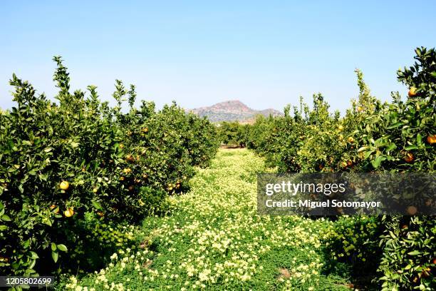 orange grove - citrus grove stock pictures, royalty-free photos & images