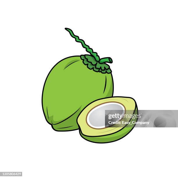 vector illustration of coconut isolated on white background. - coconuts isolated stock illustrations