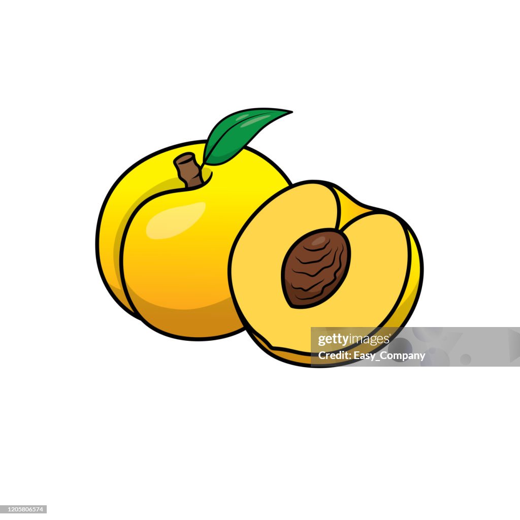 Vector illustration of apricot vector isolated on white background for children coloring book.