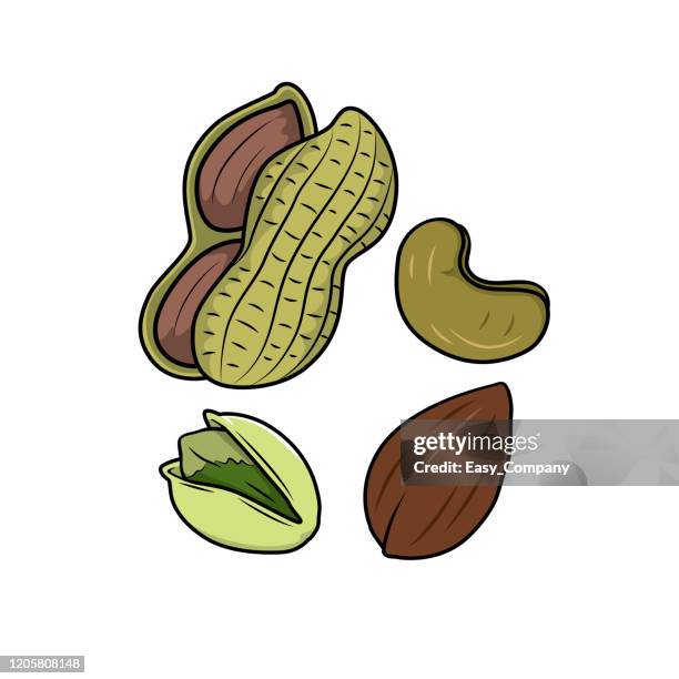 vector illustration of nut isolated on white background for kids coloring activity worksheet/workbook. - pecans isolated stock illustrations
