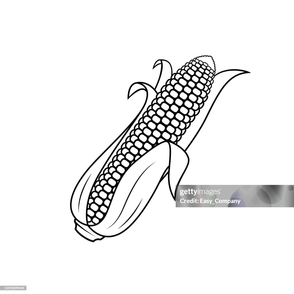 Vector illustration of Corn isolated on white background. For kids coloring book.