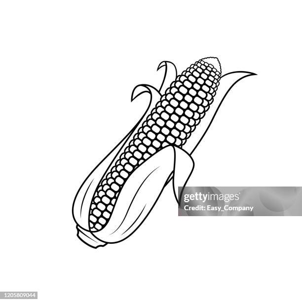 vector illustration of corn isolated on white background. for kids coloring book. - corn soup stock illustrations