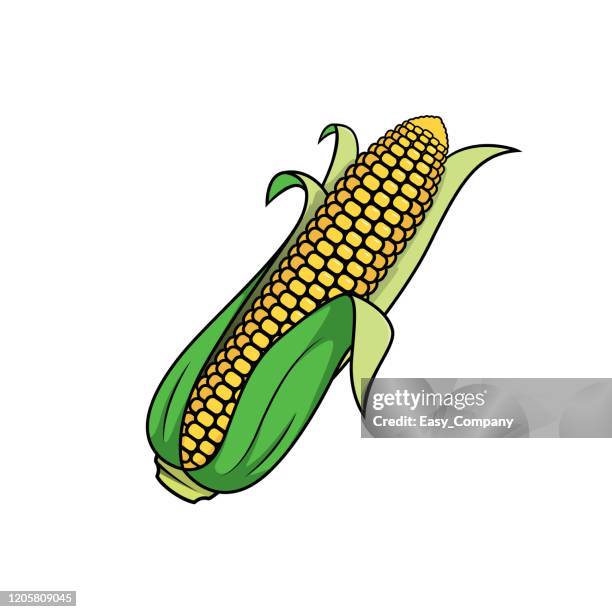vector illustration of corn isolated on white background. - dietary fiber vector stock illustrations