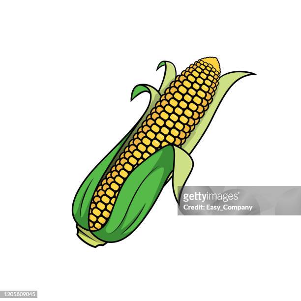 在白色背景上隔離的玉米的向量插圖。 - husk 幅插畫檔、美工圖案、卡通及圖標
