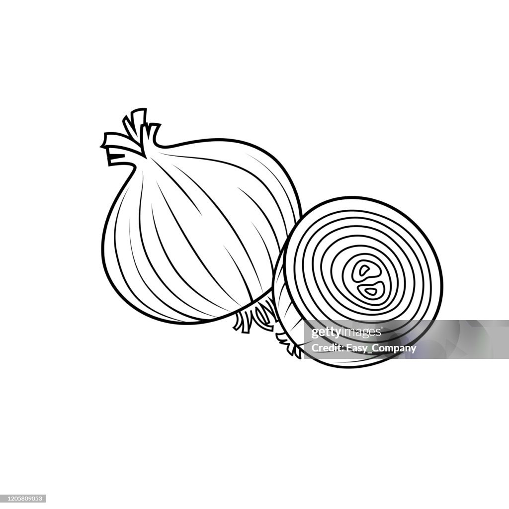 Onion Vector Onion Clip Art