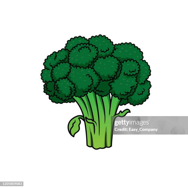 vector illustration of broccoli isolated on white background. - kale salad stock illustrations