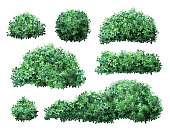 Realistic garden shrub. Nature green seasonal bush, boxwood, floral branches and leaves, tree crown bush foliage. Garden green fence vector illustration set