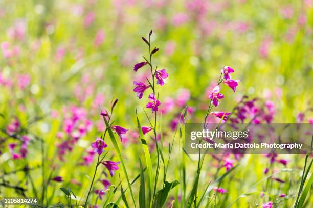 gladiolus byzantinus in a field - gladiolus fotografías e imágenes de stock