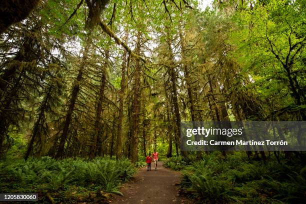 hoh rainforest, olympic national park. washington, usa. - hoh rainforest stock pictures, royalty-free photos & images