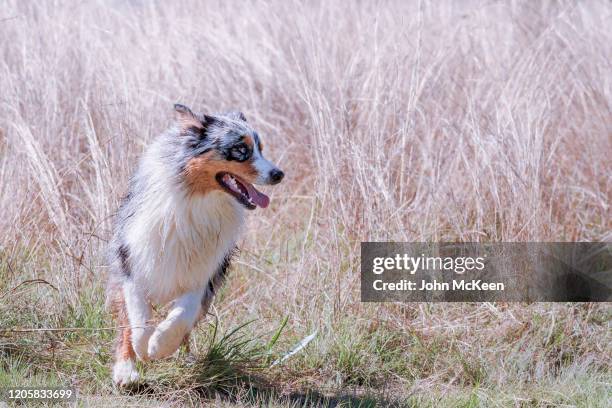 australian shepherd at play - australian shepherd herding stock-fotos und bilder