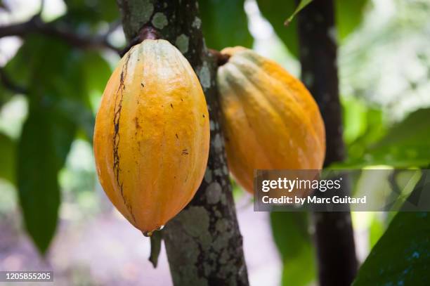 cocoa plants (theobroma cacao) in a garden, trois ilets, martinique - cacao tree stock-fotos und bilder