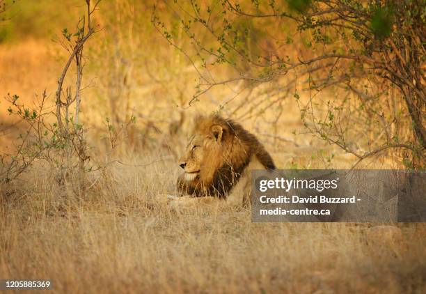 a male lion lies under a tree in kruger national park. south africa - krüger nationalpark stock-fotos und bilder
