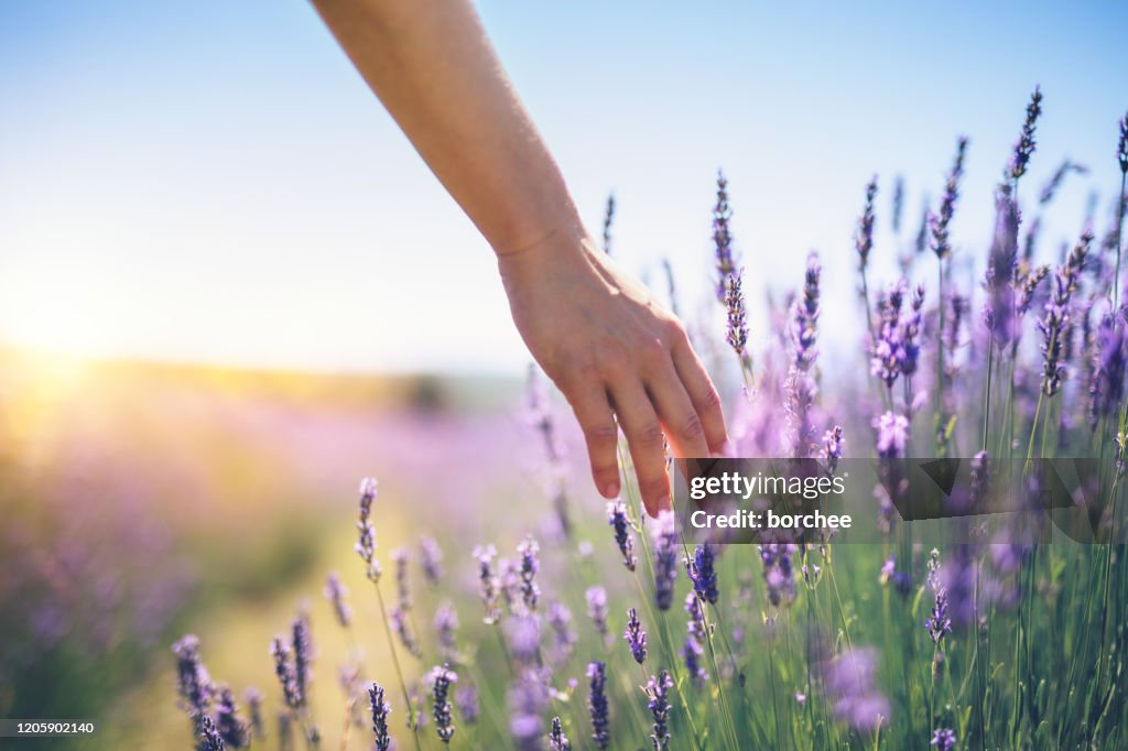 Camminare nel campo di lavanda