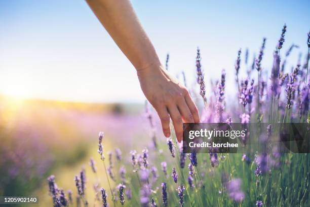 wandelen in het lavendelveld - bloemenveld stockfoto's en -beelden