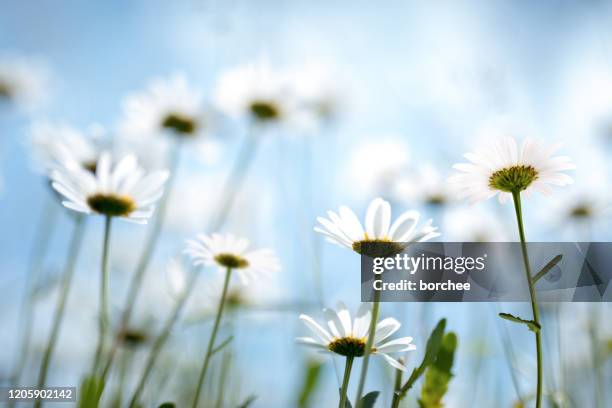 spring flowers - white flower stock pictures, royalty-free photos & images