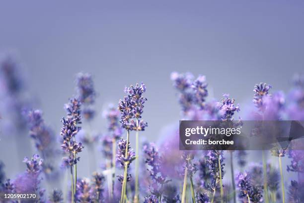 lavanda - lavender - fotografias e filmes do acervo