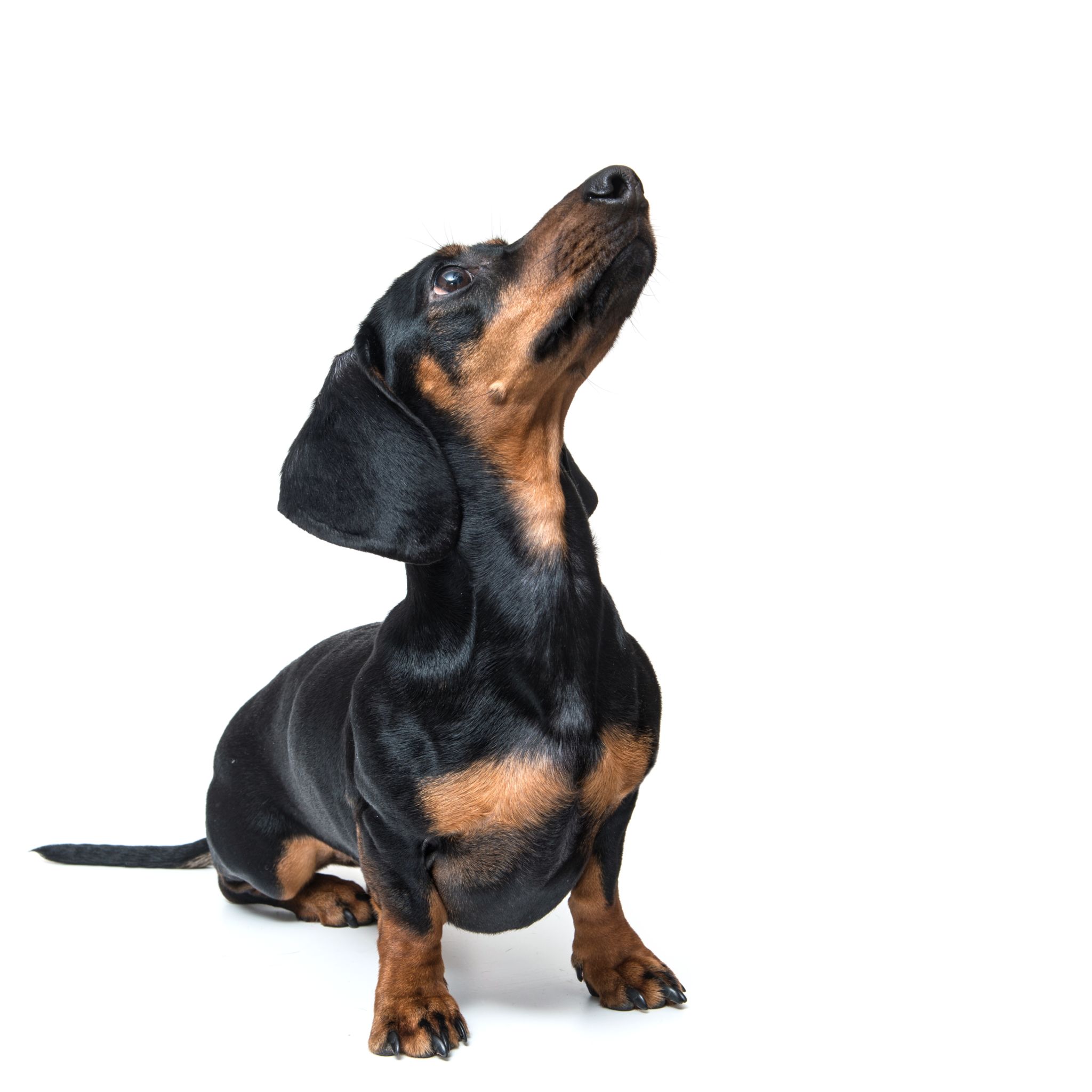 dachshund isolated on white background dachshund isolated on white background