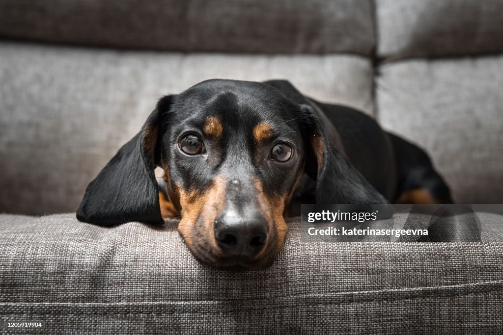 Puppy Teckel kijkt naar de camera