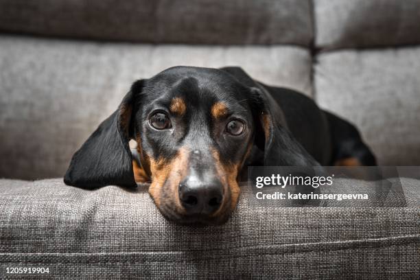 puppy dachshund looks at the camera - fur head stock pictures, royalty-free photos & images
