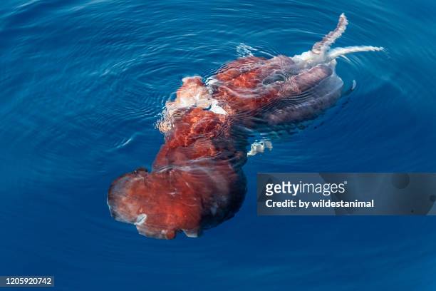 injured giant squid floating on the water's surface, mediterranean sea, italy. this squid had most likely survived an attack by a sperm whale only to die later. - giant squid fotografías e imágenes de stock
