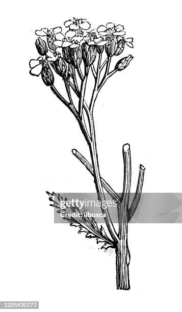 antike botanik illustration: achillea millefolium (schafgarbe) - yarrow stock-grafiken, -clipart, -cartoons und -symbole