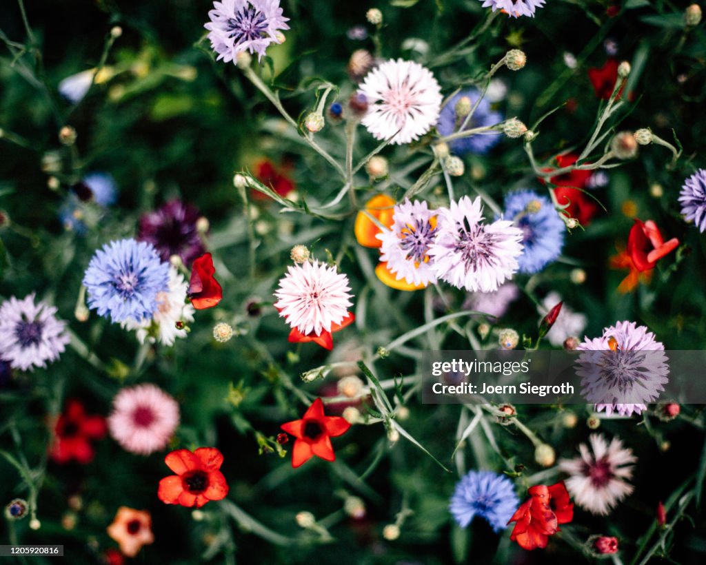 Bunte Blumenwiese