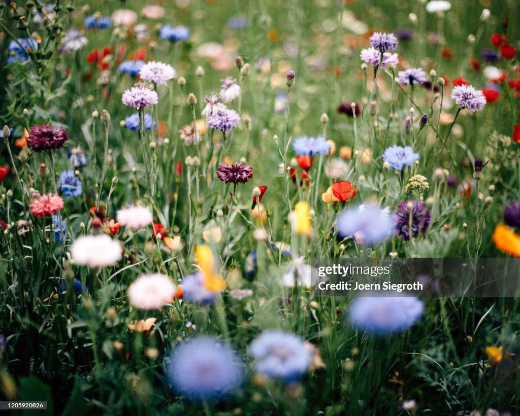 Bunte Blumenwiese