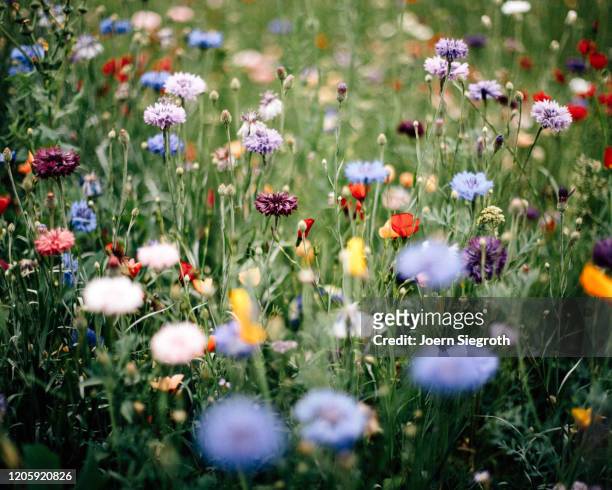 bunte blumenwiese - uncultivated stock pictures, royalty-free photos & images