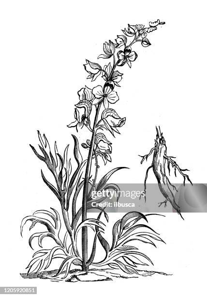 antique botany illustration: aconitum plicatum, garden monkshood - aconitum carmichaelii stock illustrations