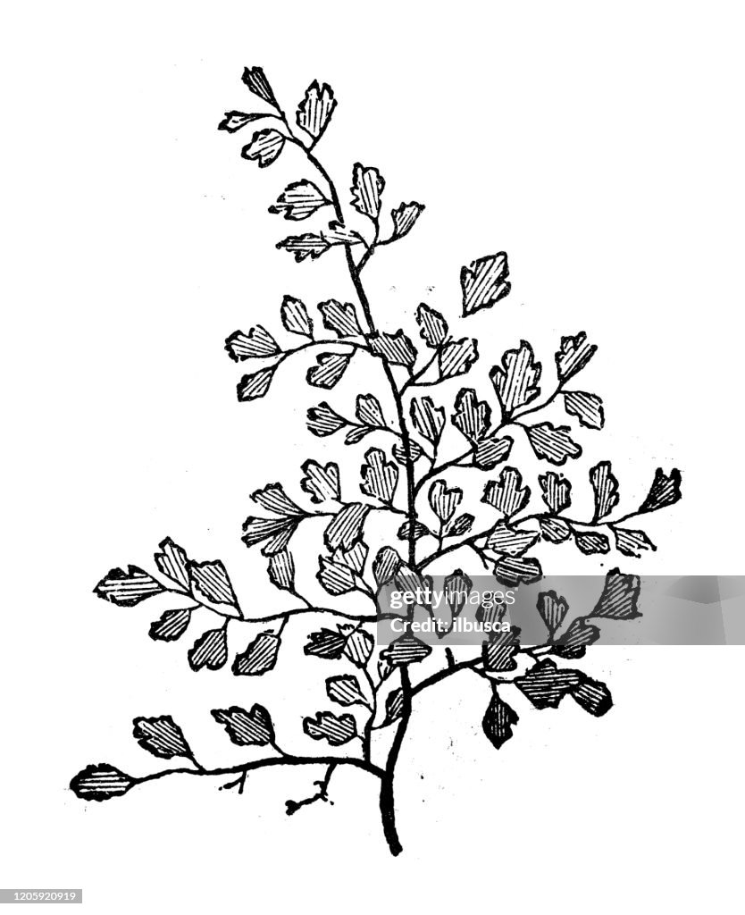 Antique botany illustration: