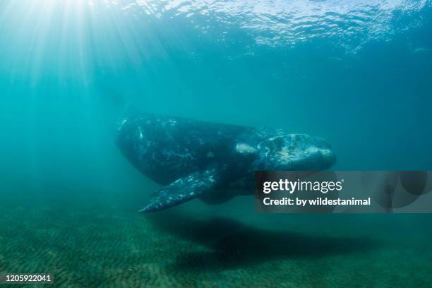 southern right whale calf swimming in shallow water, nuevo gulf, valdes peninsula, argentina. - southern right whale stockfoto's en -beelden