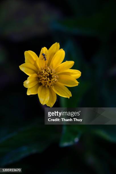 ant on blossoming chrysanthemum on dark background - gazania stock pictures, royalty-free photos & images